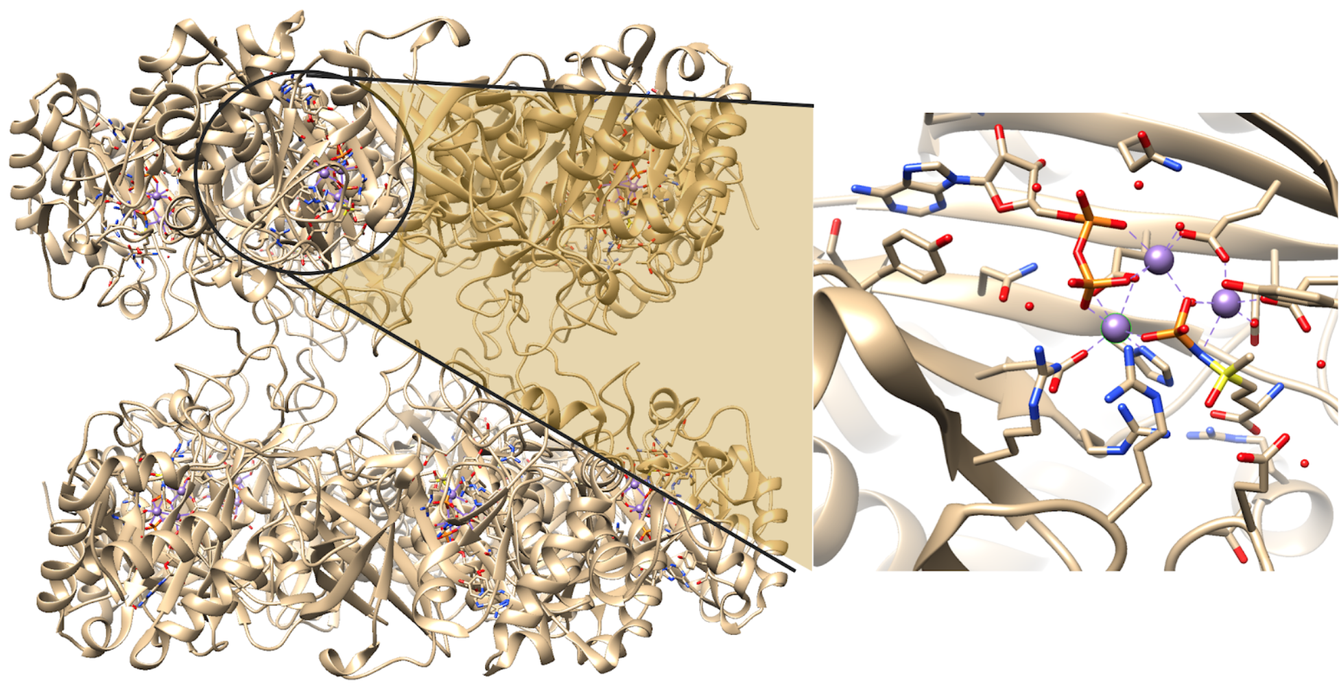 Close up view of the active site of human glutamate synthetase
