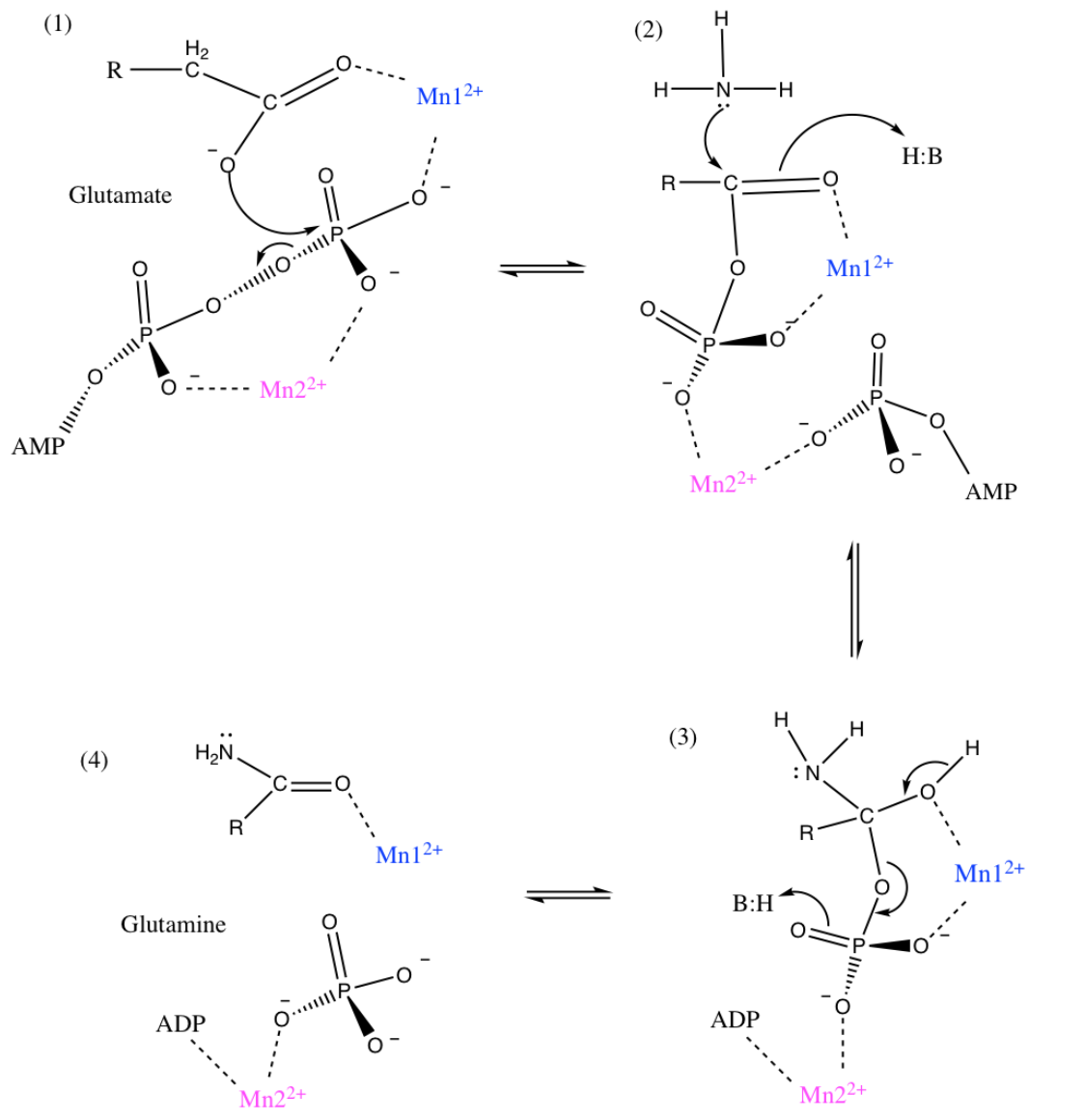 Proposed mechanism of glutamine synthetase's conversion of glutamate to glutamine