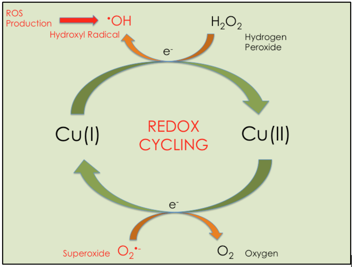 Diagram explaining coppers tendency to cycle between the +1 and +2 oxidation states