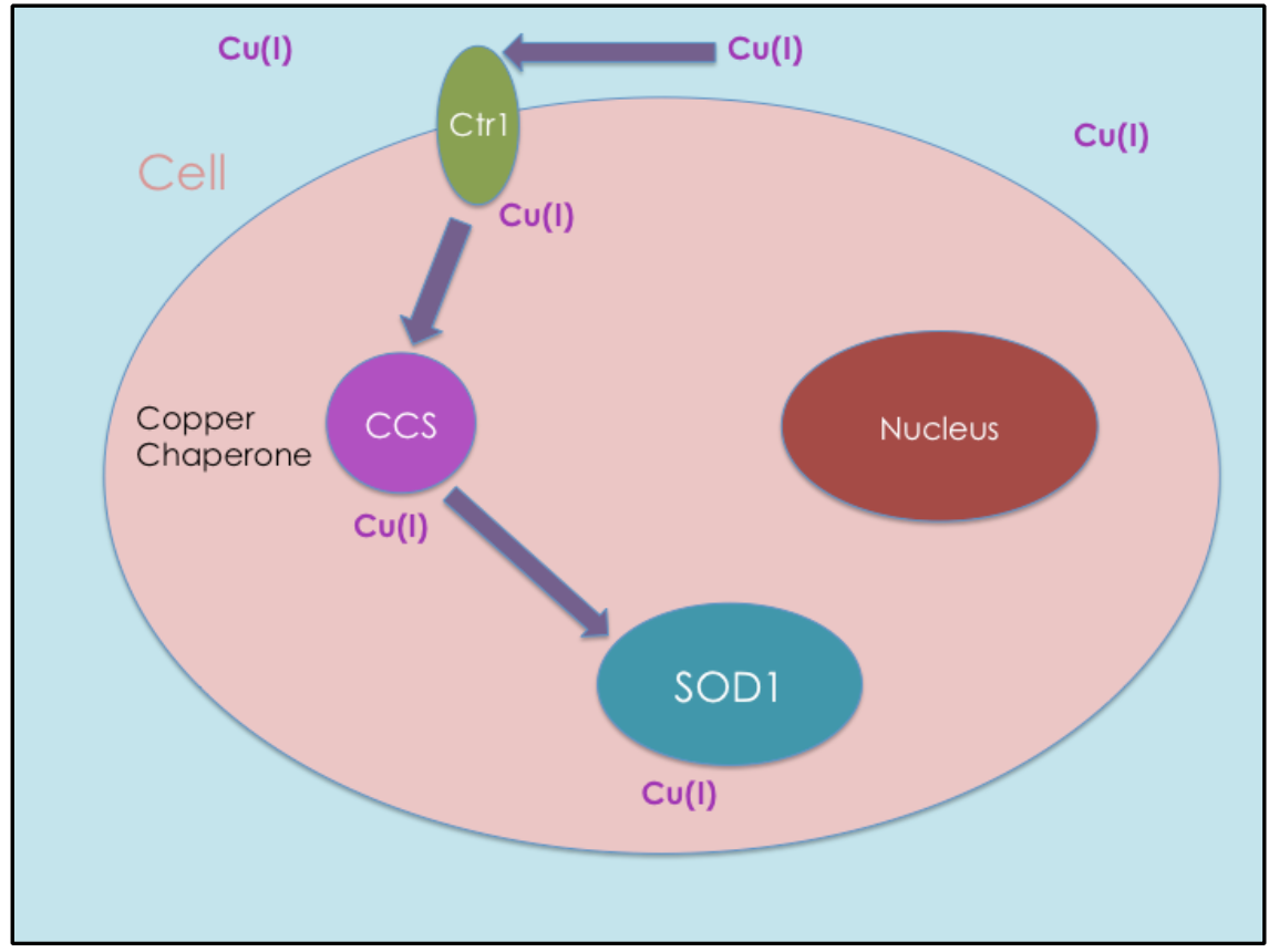Diagram showing pathway of Cu(I) from the extracellular region to the intracellular region followed by its delivery to SOD1 by CCS