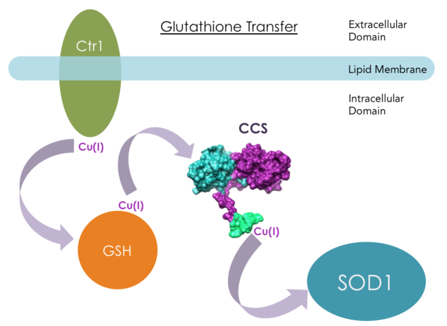 diagram showing CCS's interactions with the membrane protein Ctr1 and intracellular antioxidant protein SOD1