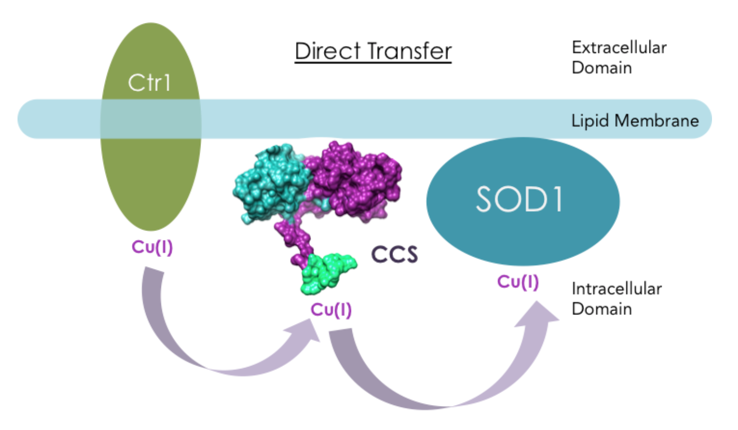 Direct transfer mechanism between Ctr1 CCS and SOD1