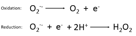Oxidation and reduction reactions of superoxide carried out by SODs
