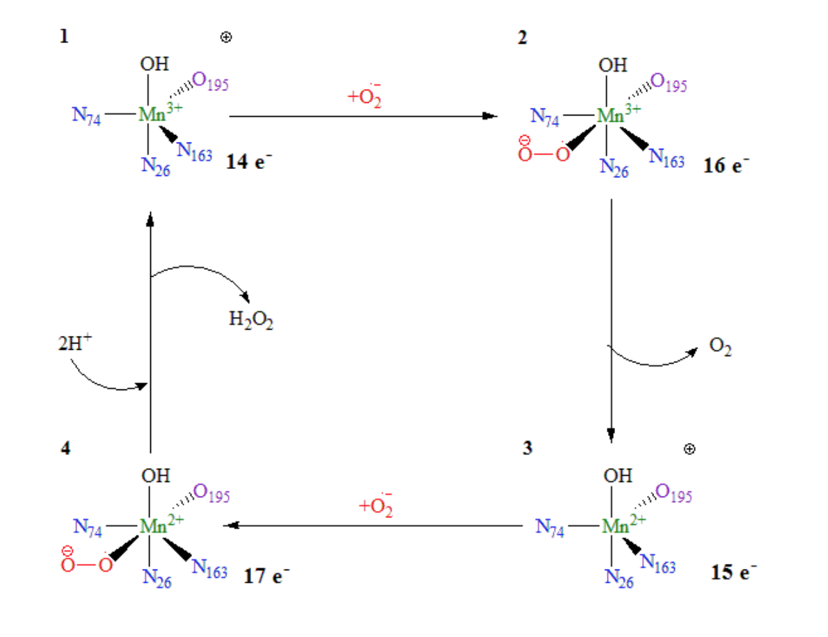 Mechanism of MnSOD catalytic function