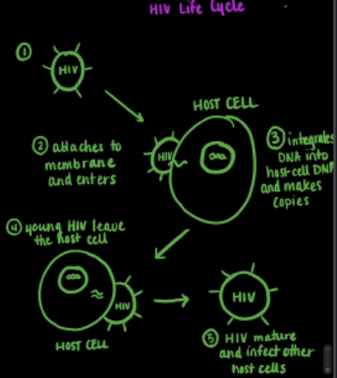 HIV1 life cycle