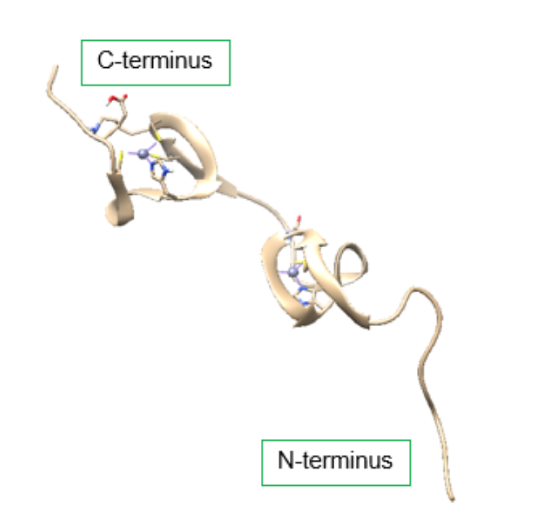 ribbon structure of HIV-1 nucleocapsid protein with c terminal and n terminal ends labeled