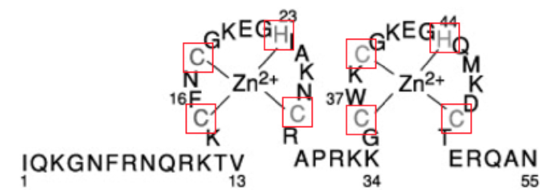 Primary sequence of HIV-1 NC protein showing the Zn coordinating amino acids