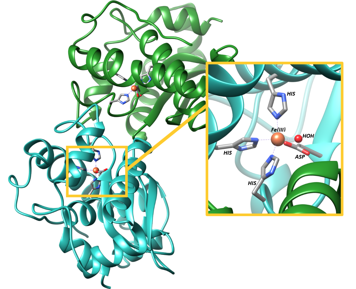Enlargement of FeSOD active site, showing Fe coordinated by 3 His residues an Asp residue and an H20 molecule