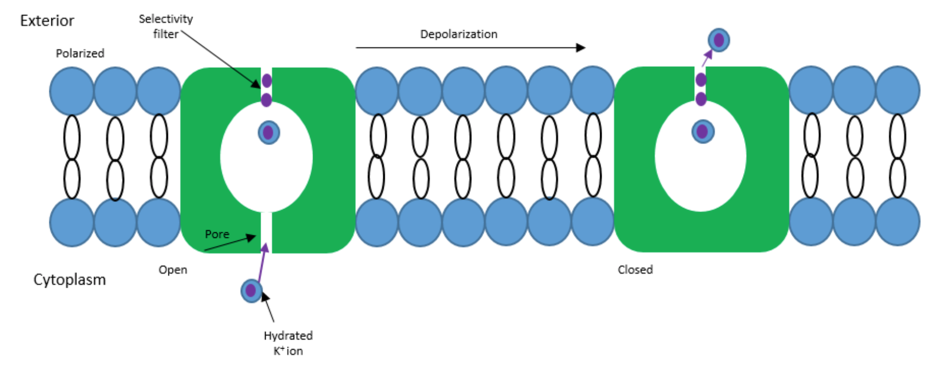 Figure showing an ion channel spanning a membrane, highlighting the selectivity filter