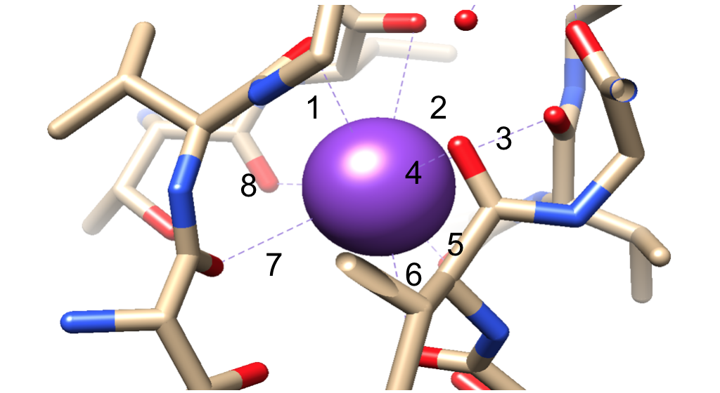 Close up view of one K+ ion being coordinated by 8 donor atoms 