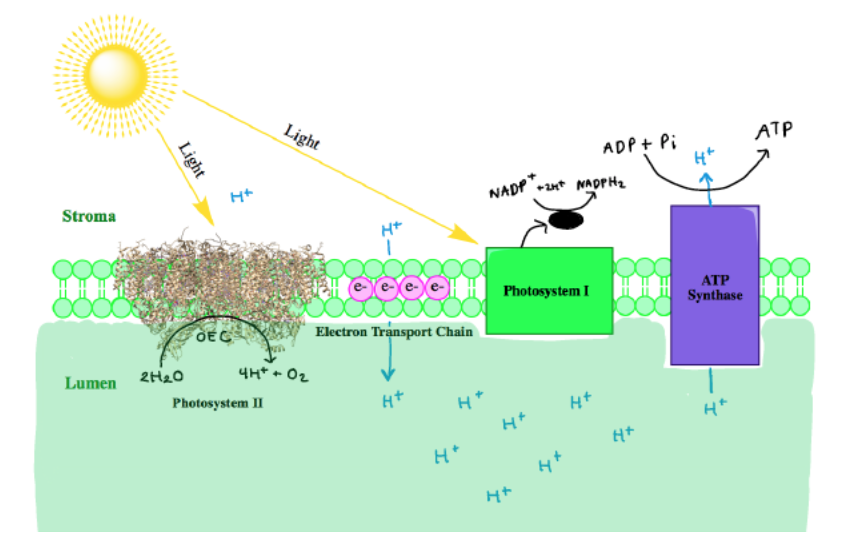 Figure showing transfer of energy involved in photosynthesis, highlighting photosystems II being embedded in the membrane