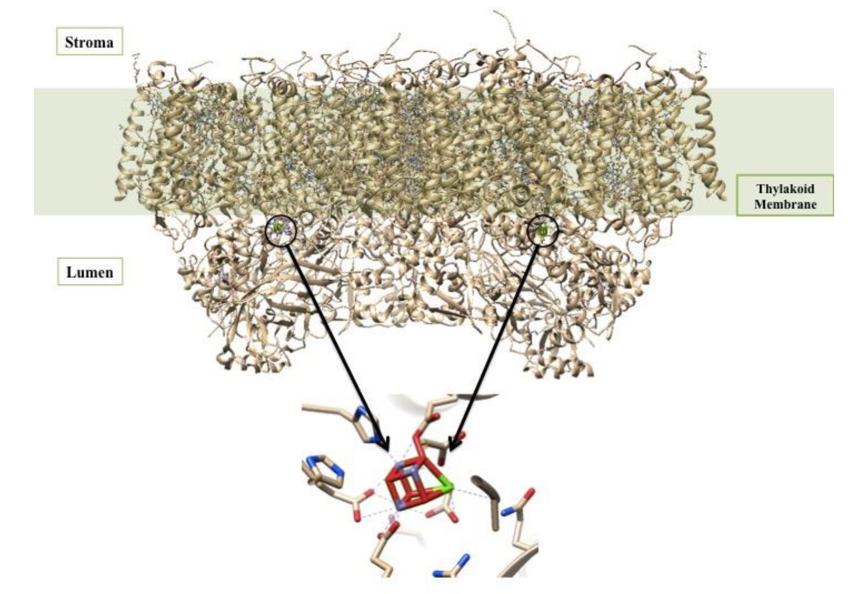 Photosystem II with emphasis on the oxygen evolving centers