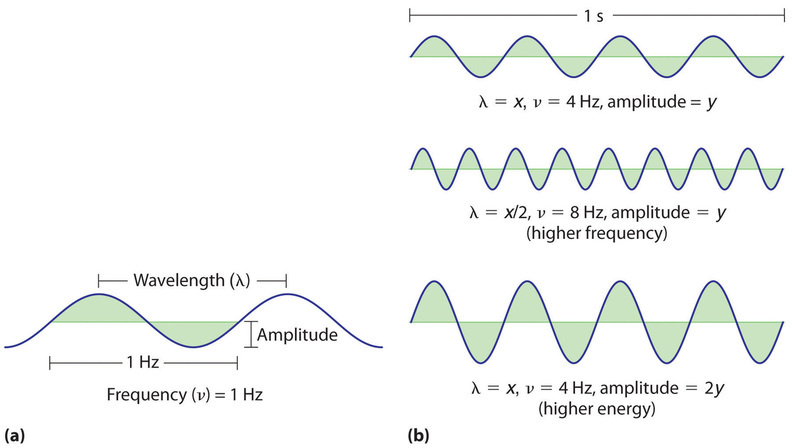 Wavelength the length of a wave from peak to peak. Amplitude is the height of the wave peak. Frequency is the time it takes for the wave to repeat itself. 