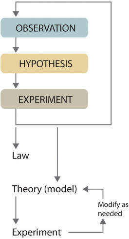 The steps of the scientific method are 1. observation 2. hypothesis 3. experiment which can lead to a law, back to step 1, or to becoming a theory. Theories are further tested by experiments and modified as needed.