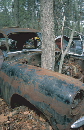 Tree growing through hood of rusted abandoned car in a forest. 