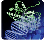 Ejemplo de estructura proteica