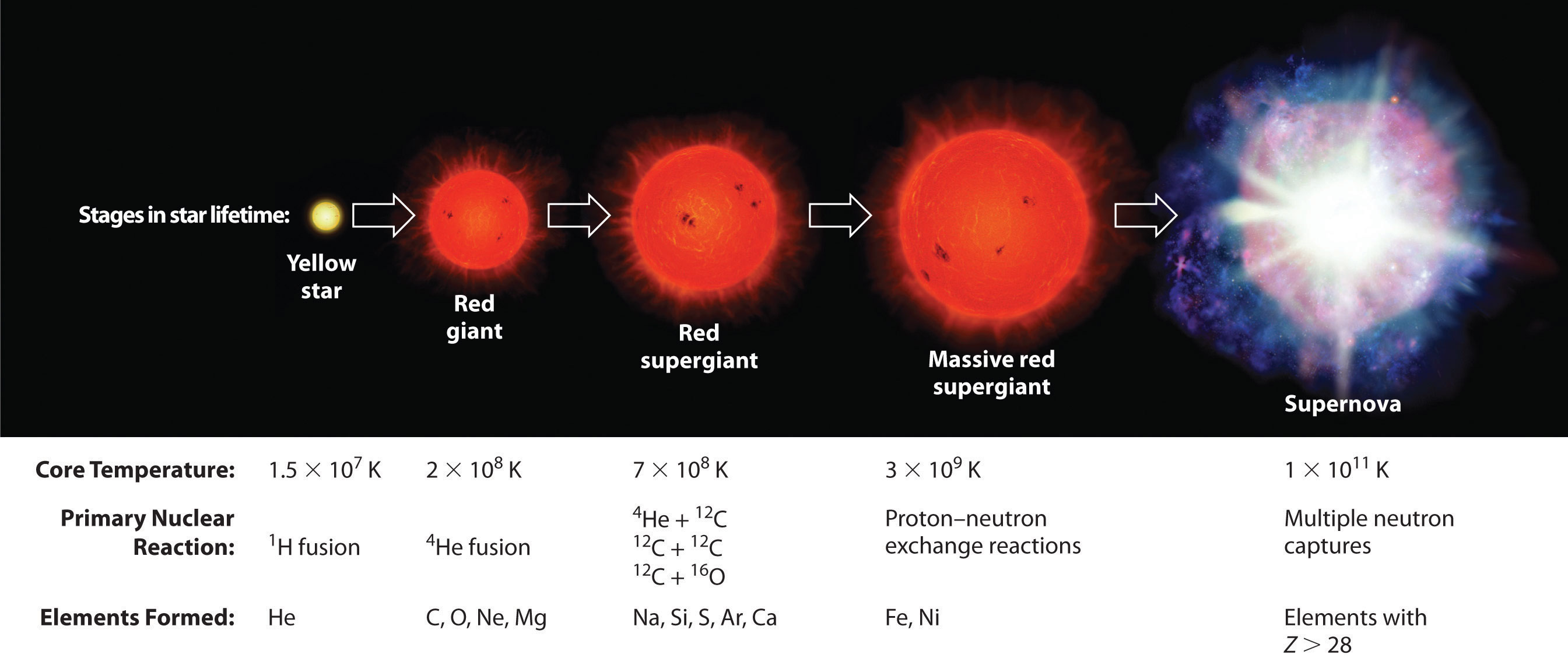 The stages in a stare lifetime are yellow star, red giant, red supergiant, massive red supergiant and finally supernova. 