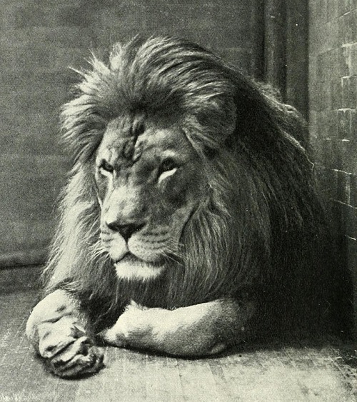 800px-Sultan_the_Barbary_Lion.jpg