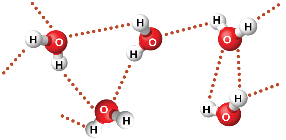 Cinco moléculas de agua se muestran cerca una de la otra, pero sin tocar. Una línea punteada se encuentra entre muchos de los átomos de hidrógeno en una molécula y el átomo de oxígeno en otra molécula.