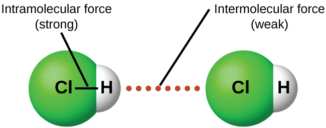 Se muestra una imagen en la que dos moléculas compuestas por una esfera verde etiquetada como “C l” conectada a la derecha a una esfera blanca etiquetada con “H” se encuentran cerca una de la otra con una línea punteada etiquetada como “Fuerza intermolecular (débil)” dibujada entre ellas. Una línea conecta las dos esferas en cada molécula y la línea se etiqueta como “Fuerza intramolecular (fuerte)”.