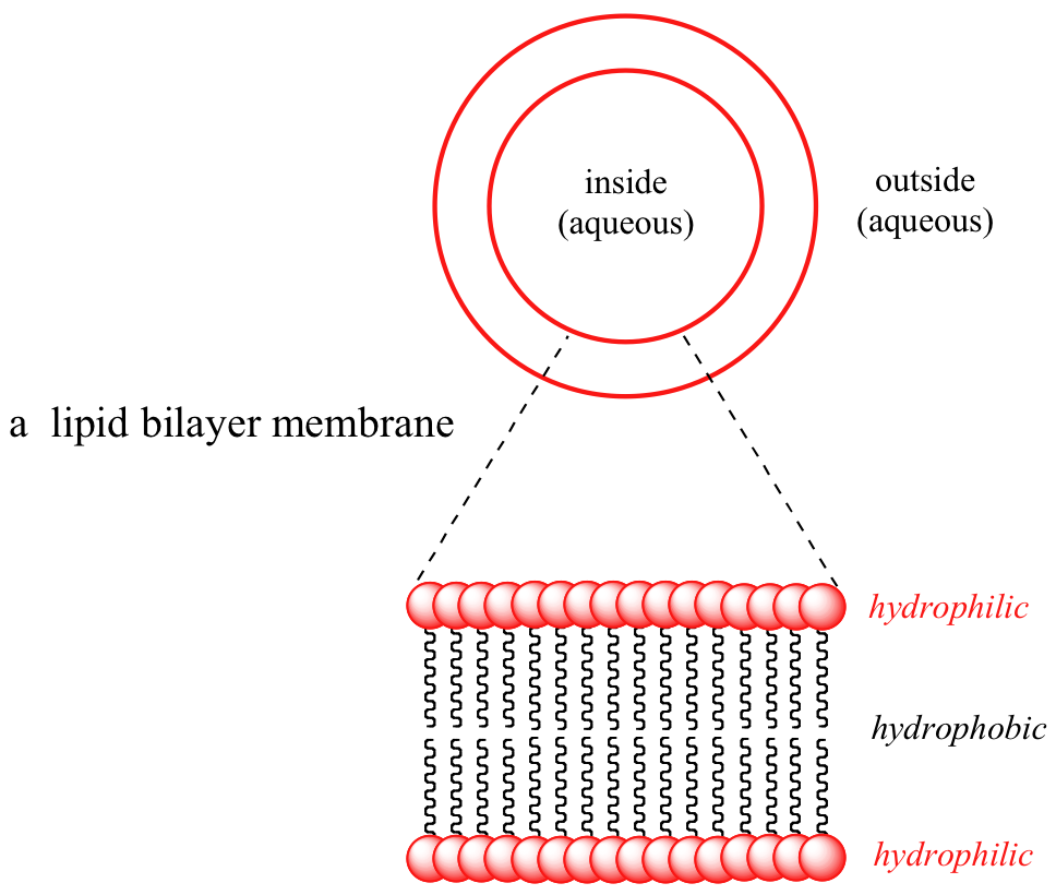 Una membrana bicapa lipídica donde las cabezas hidrófilas están en el exterior y las colas hidrófobas están en el interior.