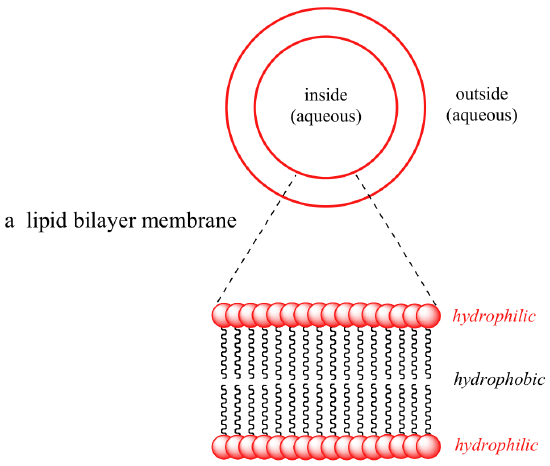 A lipid bilayer membrane where the hydrophilic heads are on the outside and the hydrophobic tails are on the inside.