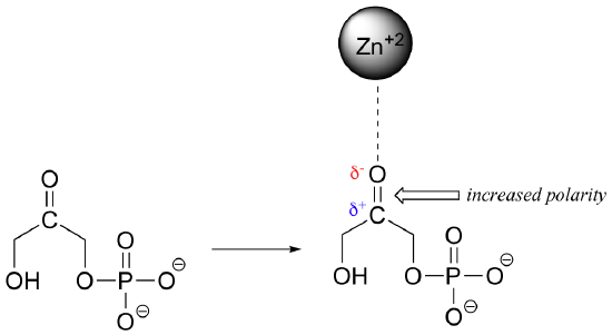 With an ion dipole interaction, ther is increased polarity between the partially positive charged and partially negative charged parts of the molecule. 