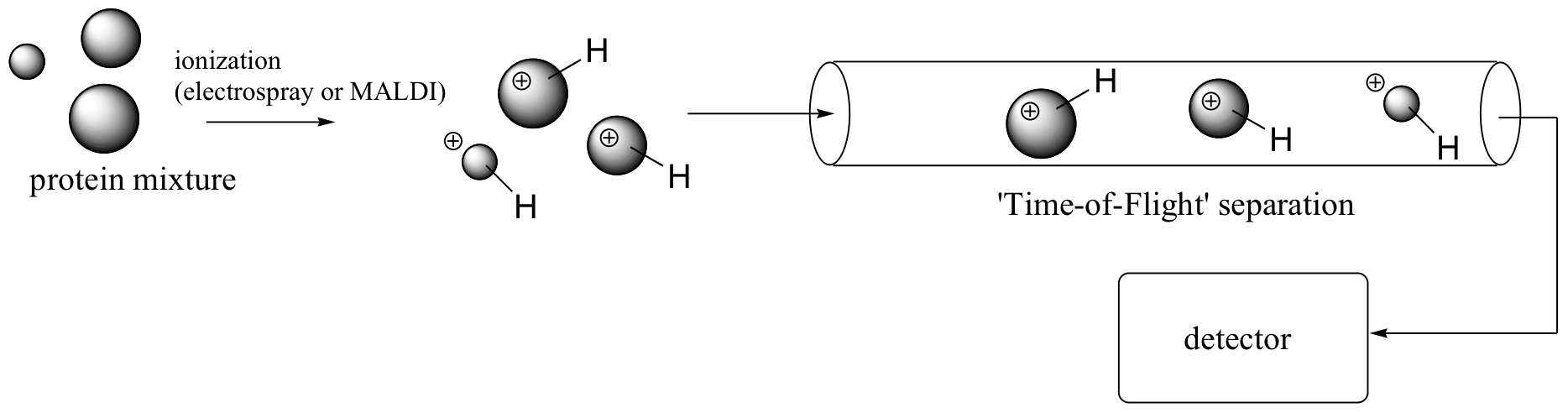 Tres moléculas de círculo etiquetadas con mezcla de proteínas. La ionización marcada con flecha (electrospray o MALDI) protona las tres moléculas. Moléculas puestas en tubo etiquetadas con separación “Tiempo de vuelo”. La flecha va del tubo al detector etiquetado rectángulo.