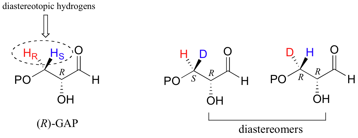 Left: (R)-GAP molecule with diastereotopic hydrogens (H R on dashes and HS on wedge). Right: (R)-GAP molecules but with one H replaced by a D. Replacing H S results in an S R molecule and replacing H R results in a R R molecule. Text shows they are diastereomers of each other. 