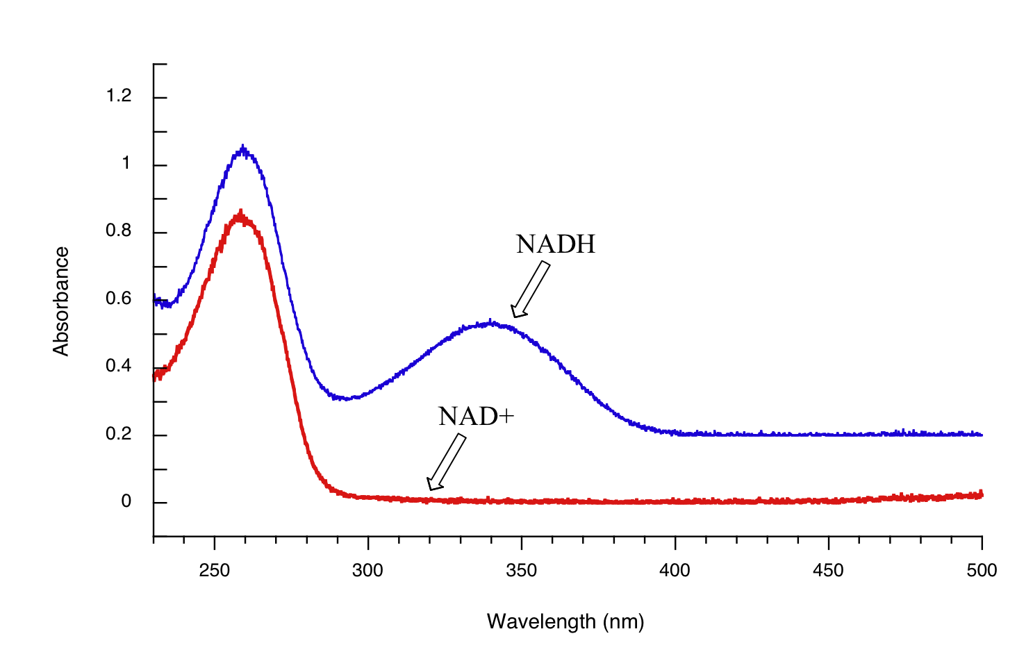 Gráfico de absorbancia vs longitud de onda comparando NADH (azul, arriba) y NAD+ (rojo, abajo). El NADH comienza con una absorbancia de 0.6 y alcanza un máximo de 1.1 alrededor de 260 nanómetros. Segundo pico alrededor de 340 nanómetros a una absorbancia de 0.7. El NAD+ comienza con una absorbancia de 0.4 y alcanza un máximo de 0.8 alrededor de 260 nanómetros. No hay segundo pico.