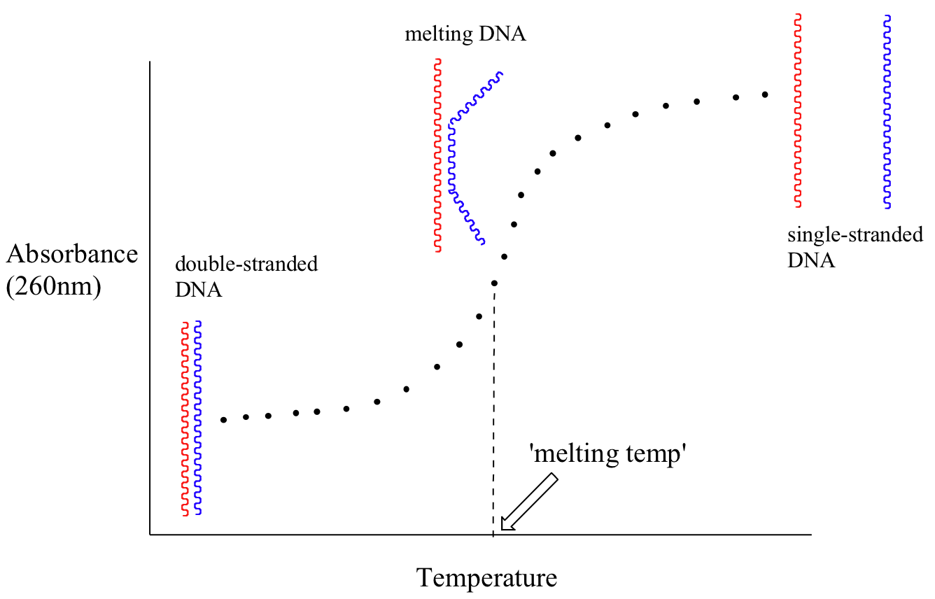 Graph of DNA melting. Starts with strand of double stranded DNA (one strand red and one strand blue) at low absorbance and low temperature. Dotted line shows absorbance as temperature increases until the DNA becomes single stranded. Dashed line at 'melting temp' with melting DNA structure. Blue strand starts bending away from red strand.