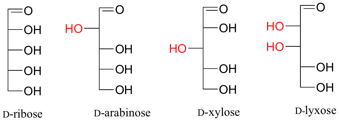 De izquierda a derecha: D-ribosa (todos los grupos hidroxilo a la derecha), D-arabinosa (un grupo hidroxilo a la izquierda y tres a la derecha), D-xilosa (un grupo hidroxilo a la izquierda y tres a la derecha), D-loxosa (dos grupos hidroxilo a la izquierda y dos a la derecha).