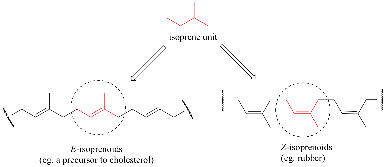 Unidad de isopreno en la parte superior en rojo. Dos flechas de la unidad de isopreno. La flecha izquierda va a E-isoprenoides (por ejemplo, un precursor del colesterol). La flecha derecha va a Z-isoprenoides (por ejemplo, caucho).