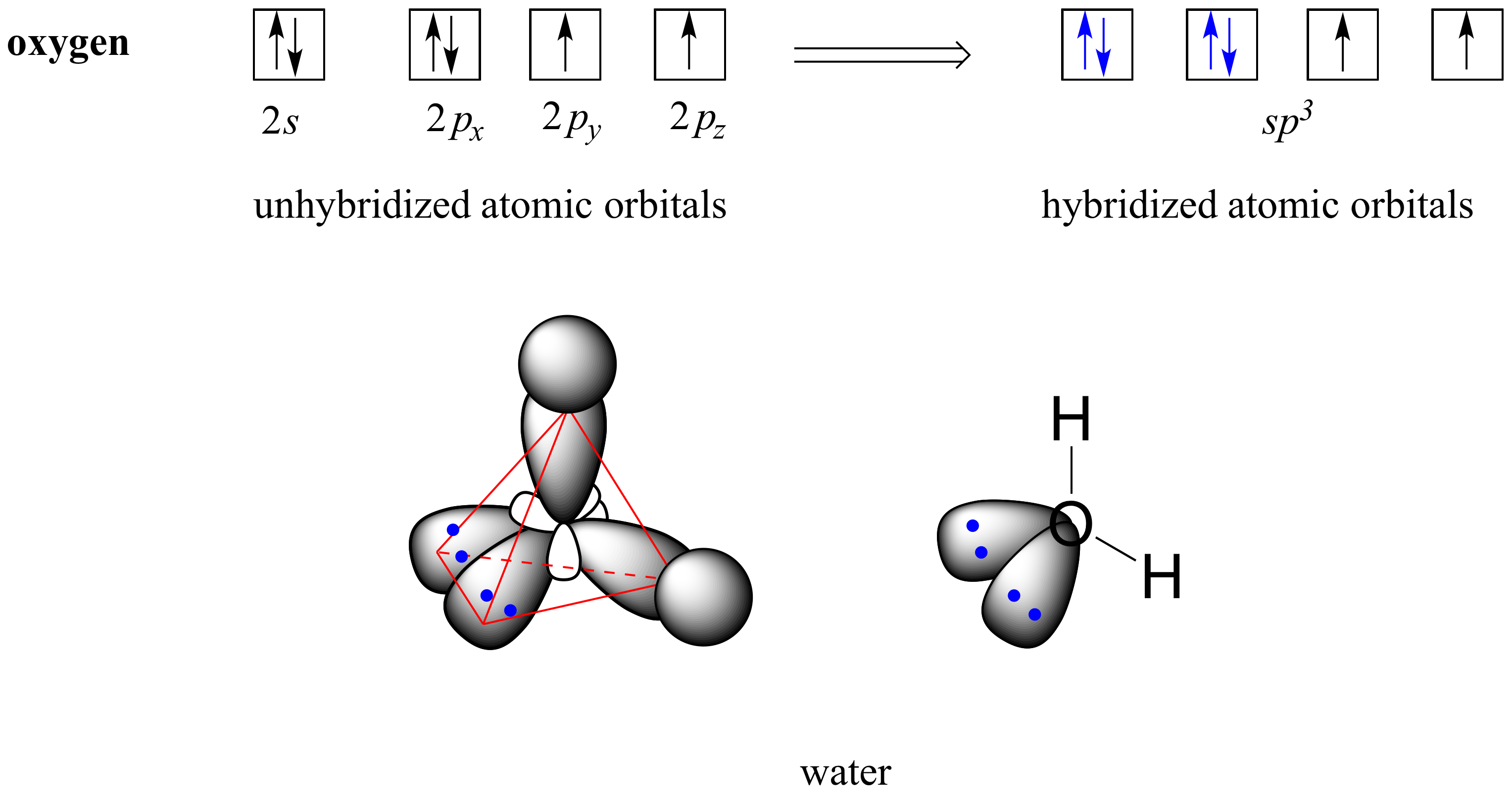 Para el agua, el oxgen tiene un orbital completo de 2 s, y un par solitario con dos electrones desapareados en el orbital de 2 p. Después de hibridarse, el oxígeno tiene dos pares solitarios y dos electrones desapareados en el orbital s p 3.