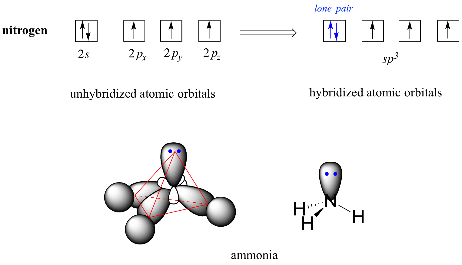 Para el amoníaco, el nitrógeno tiene orbitales completos de 2 s y tres electrones desapareados en el orbital de 2 p. Después de hibridarse, el nitrógeno tiene un par solitario y tres electrones desapareados en el orbital s p tres.