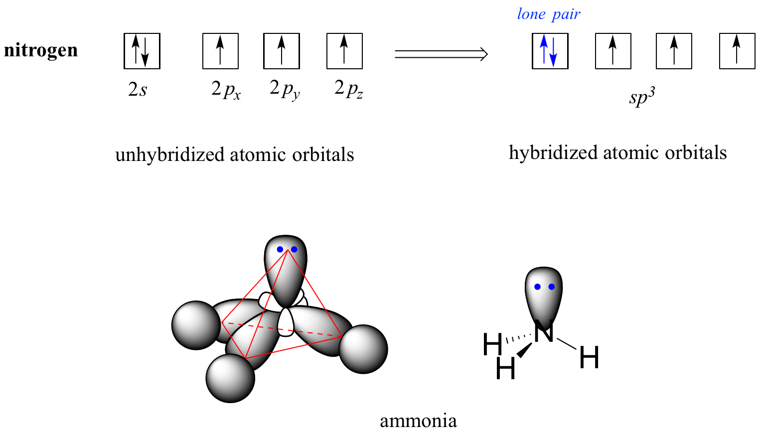 For ammonia, the nitrogen has a full 2 s orbitals and three unpaired electrons in the 2 p orbital. After hybridizing, the nitrogen has one lone pair and three unpaired electrons in the s p three orbital.