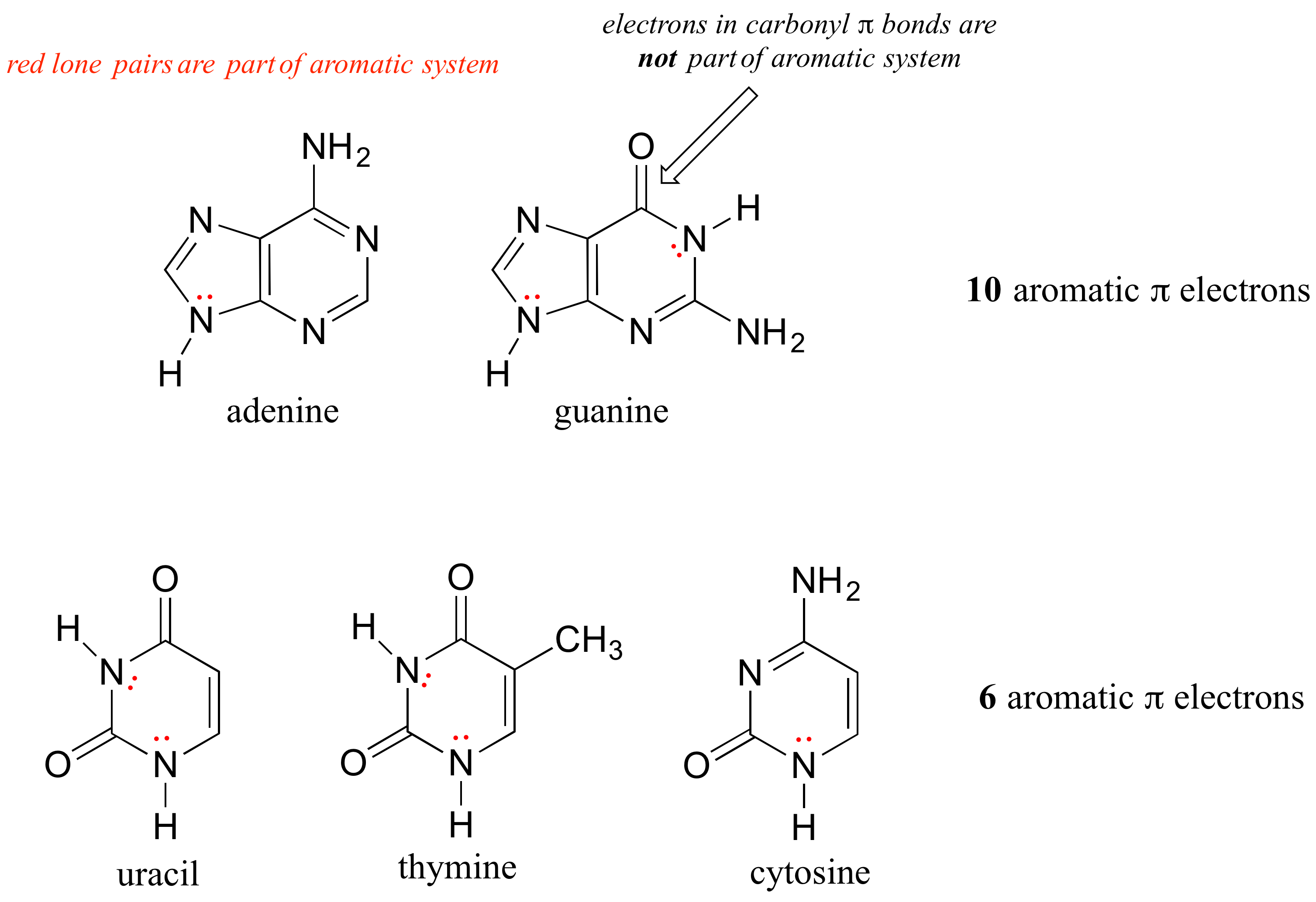La adenina y la guanina tienen 10 electrones pi aromáticos. El uracilo, la timina y la citosina tienen seis electrones pi aromáticos. Los electrones en los enlaces carbonilo pi no forman parte del sistema aromático.