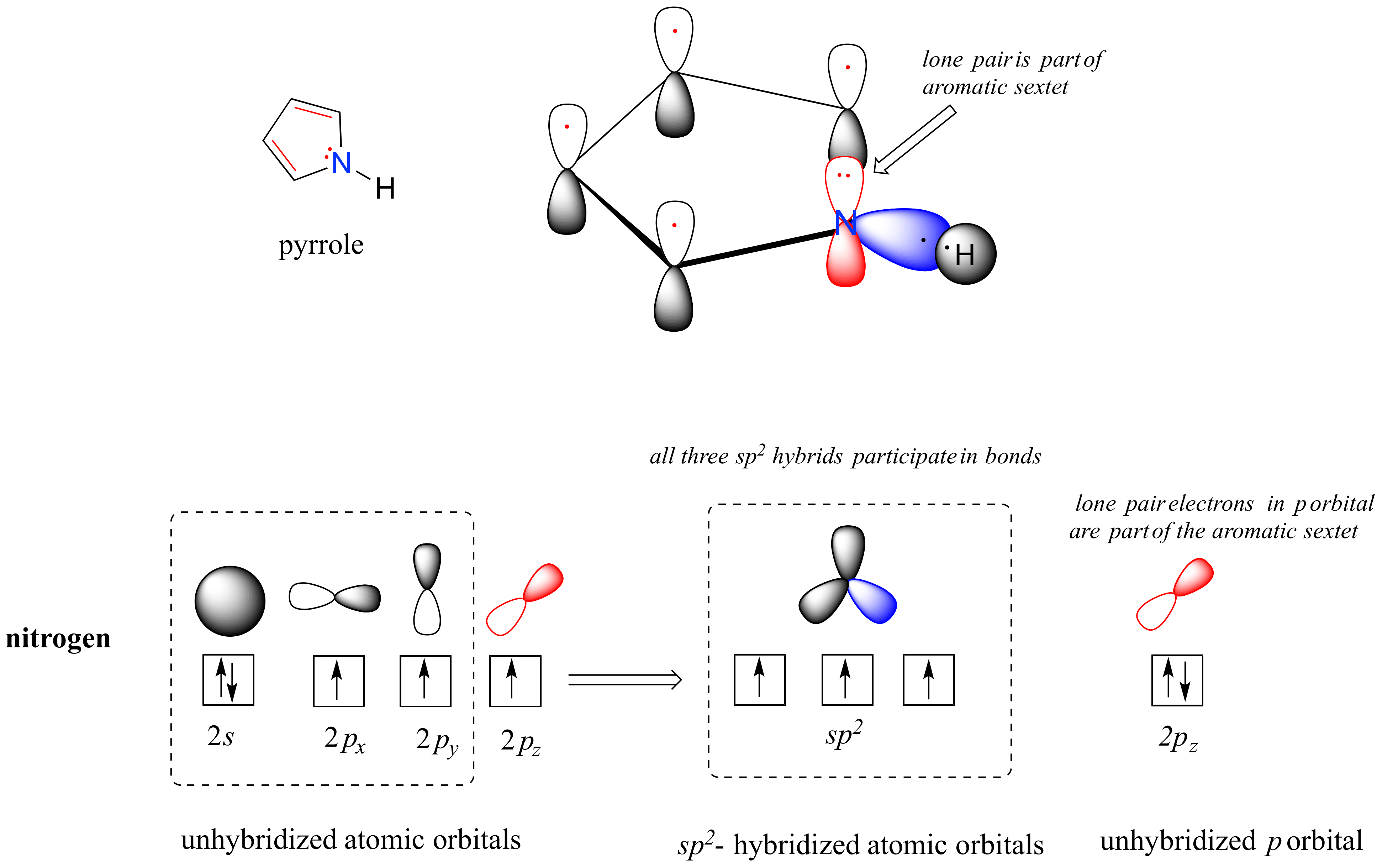 The nitrogen in pyrrole has a full 2 s orbital and three unpaired electrons in the 2 p orbital. After hybridizing, the nitrogen has three unpaired electrons in the s p 2 orbital and a lone pair in the unhybridized p orbital. 