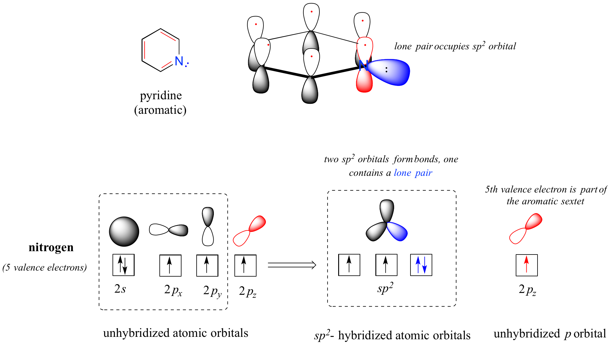 The nitrogen in pyridine has a full 2 s orbital and three unpaired electrons in the 2 p orbital. After hybridizing, the nitrogen has one lone paire and two unpaired electrons in the s p 2 orbital and one unpaired electron in the unhybridized p orbital 