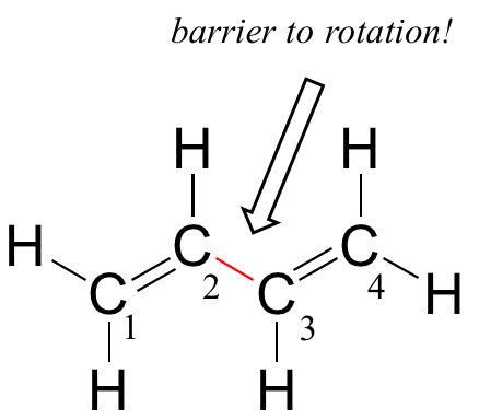 El enlace sencillo entre los dos carbonos de doble enlace es una barrera a la rotación.