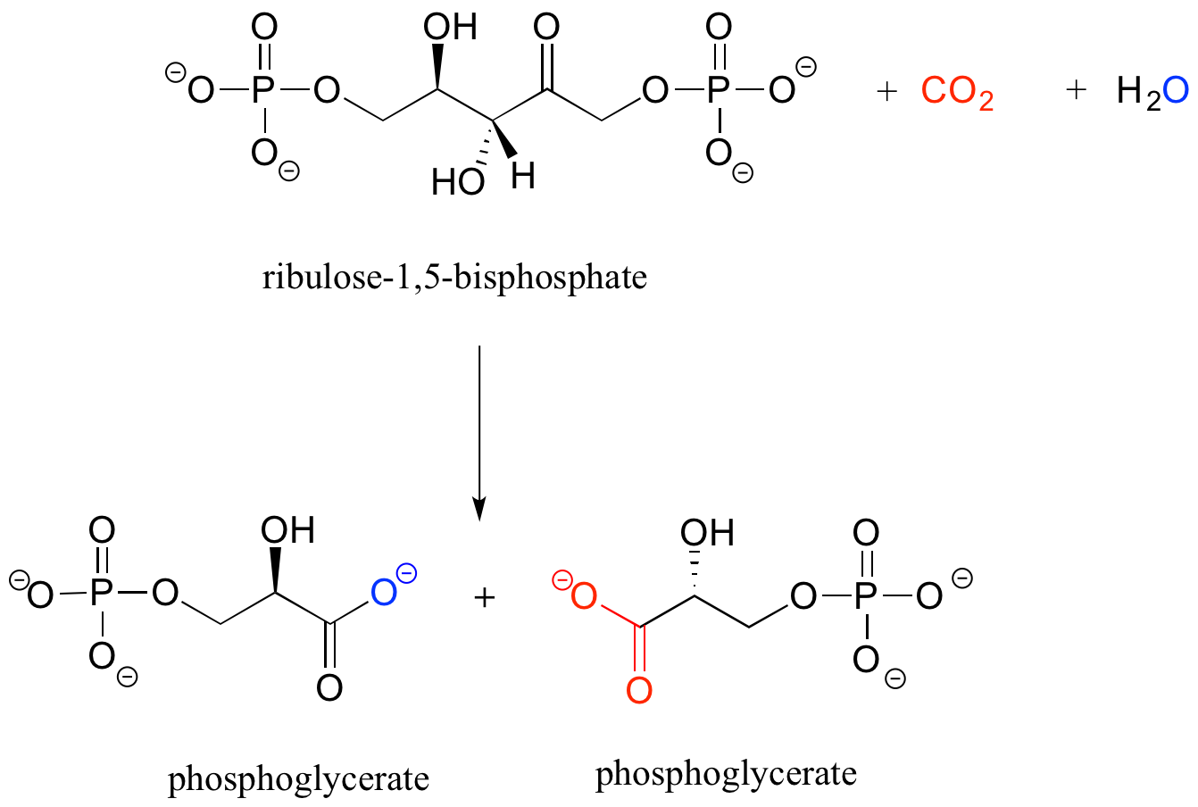 Ribulosa-1,5-bifosfato más agua y dióxido de carbono reaccionan para formar dos moléculas de fosfoglicerato.