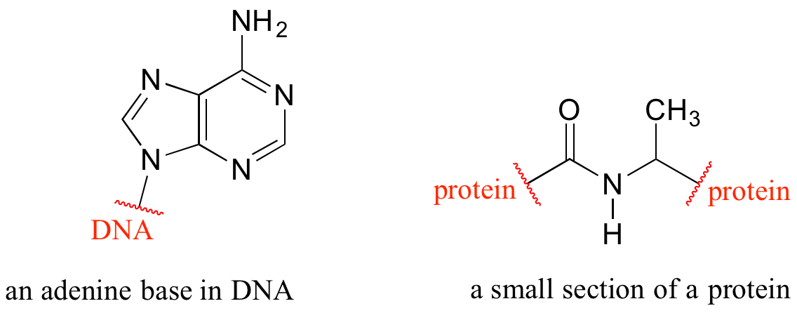 A la izquierda: una base de adenina con una rotura y “ADN” escrito indicando una pequeña porción de la molécula grande. A la derecha: una pequeña sección de proteína con dos roturas con “proteína” escrita.