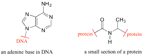 On left: an adenine base with a break and "DNA" written indicating a small portion of the large molecule. On right: a small section of protein with two breaks with "protein" written.