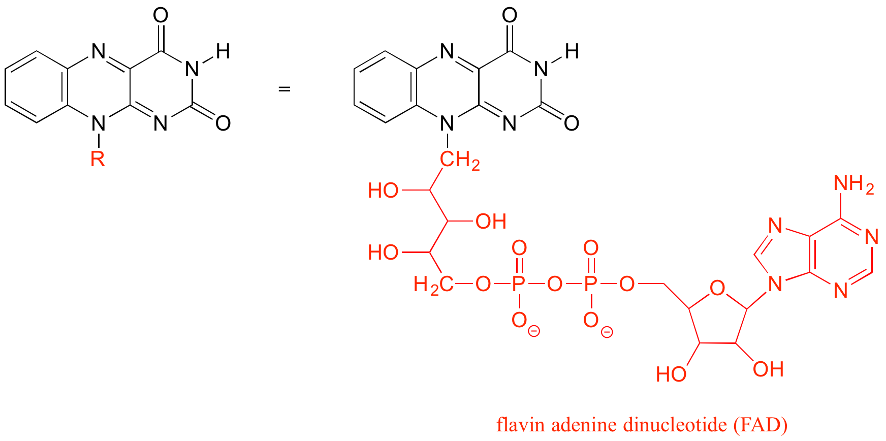 A la izquierda: molécula de flavina con la cadena carbonada compleja unida a un nitrógeno abreviado como R. A la derecha: la molécula de flavina con la cadena carbonada compleja unida a un nitrógeno escrito en rojo.