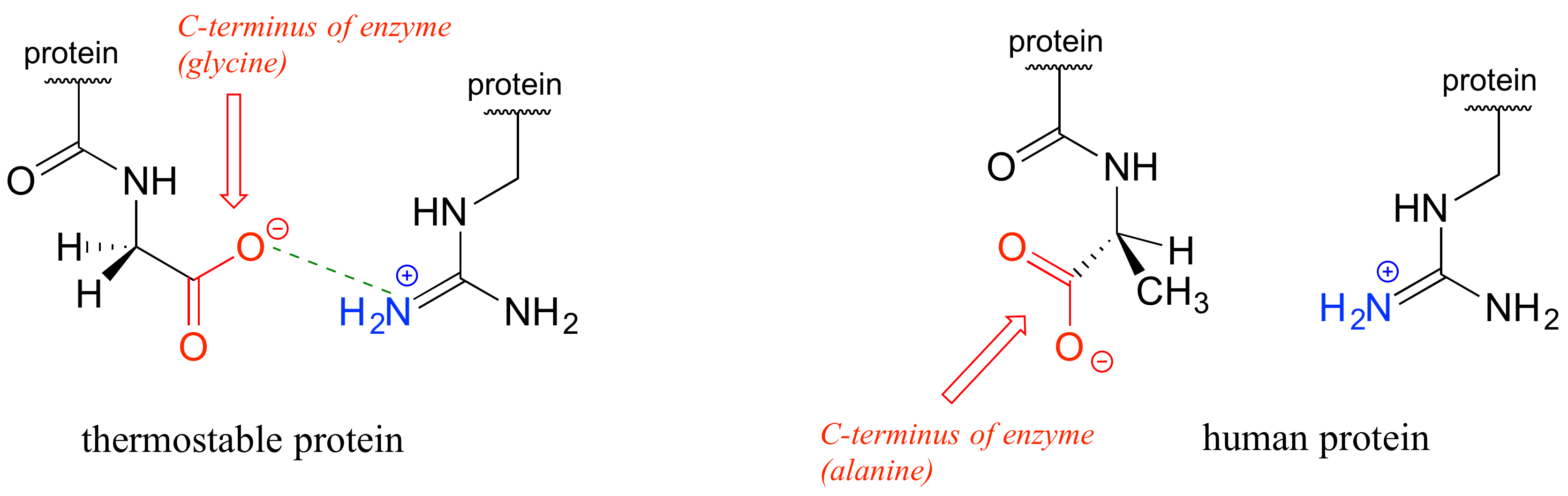 Thermostable protein on the left and a human protein on the right.