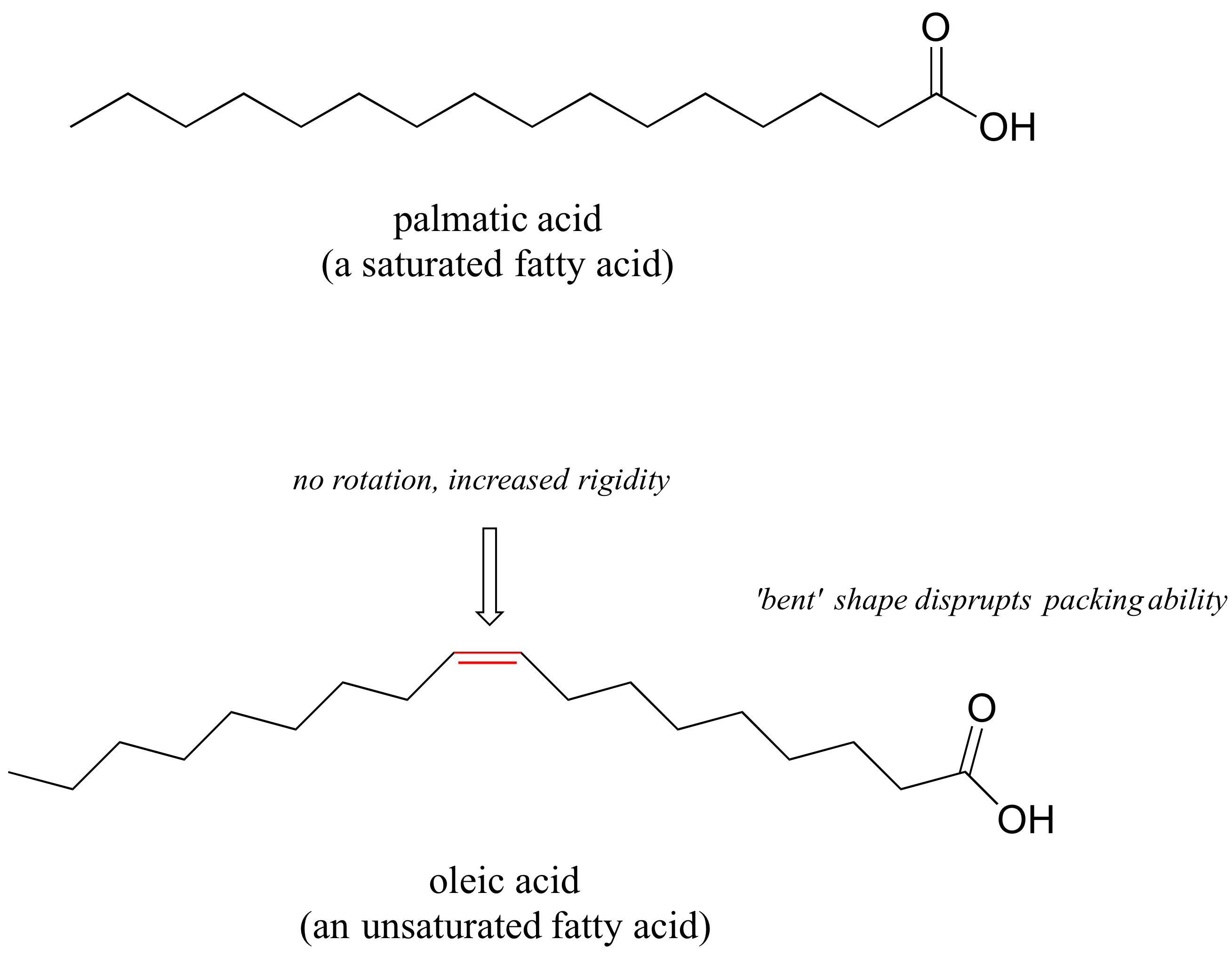 Bond line drawings of palmatic acid, a saturated fatty acid, and oleic acid, an unsaturated fatty acid. Oleic acid has a double bond in the carbon chain wich increased rigidity and prevents rotation. It also give oleic acid a bent shape which disrupts packing ability. 