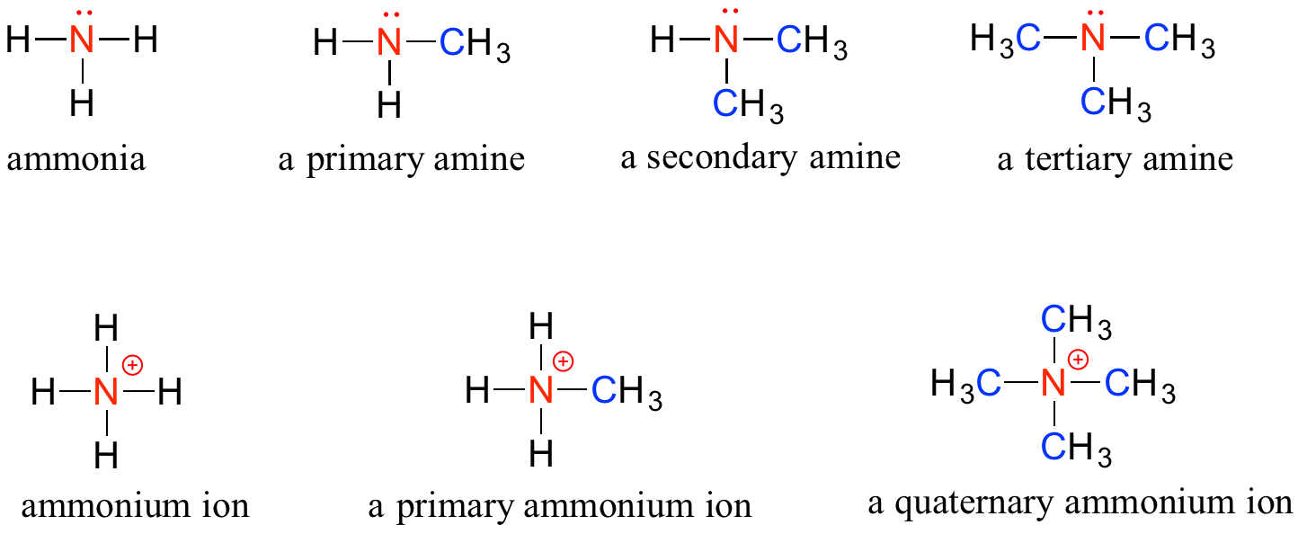 Amines. Ammonia: Nitrogen with a lone pair bonded to three hydrogens. Primary amine: Nitrogen with a lone pair bonded to one methyl group and two hydrogens. Secondary amine: Nitrogen with a lone pair bonded to two methyl groups and a hydrogen. Tertiary amine: Nitrogen with a lone pair bonded to three methyl groups. Ammonium ion: Nitrogen bonded to four hydrogens. Has a positive charge. Primary ammonium ion: Nitrogen bonded to three hydrogens and a methyl group. Positively charged. Quaternary ammonium ion: Nitrogen bonded to four methyl groups. Positively charged. 