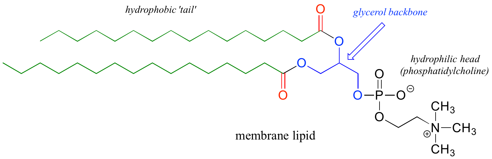 Membrane lipid structure. Hydrophobic tail: carbon chain colored green. Glycerol backbone: glycerol molecule colored blue. Hydrophilic head: phosphatidylcholine attached to glycerol backbone colored black.