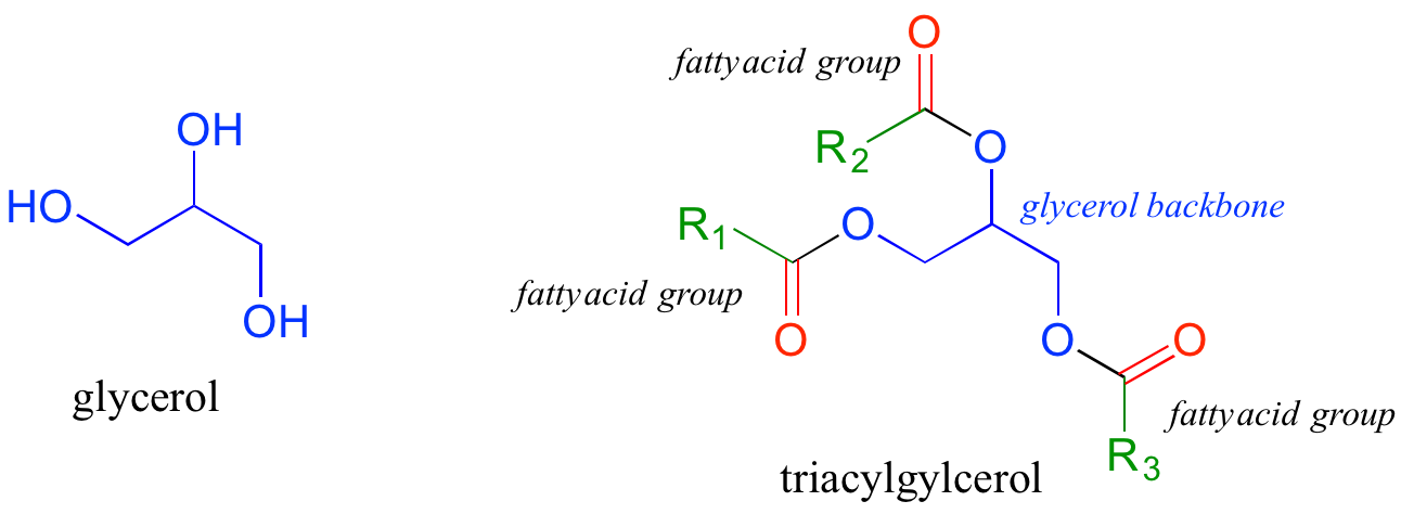 Left: glycerol molecule. Right: triacylglycerol; a glycerol molecule with three fatty acid groups attached.