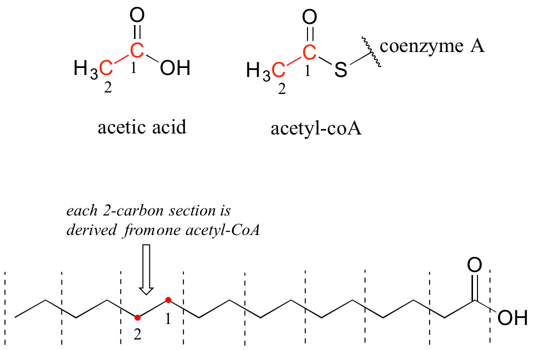 Arriba a la izquierda: ácido acético, ácido carboxílico con grupo metilo unido. Arriba a la derecha: ácido acético con hidroxi sustituido por azufre. Coenzima A unida al azufre. Fondo: un ácido graso. Cada sección de 2 carbonos se deriva de un acetil Co-A